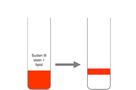 The Sudan III test .